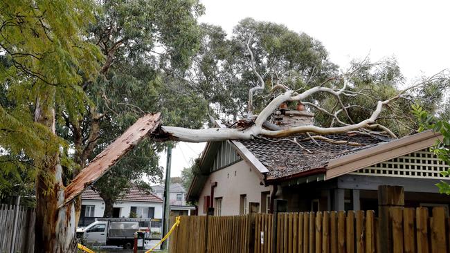 A branch from a gumtree split and fell onto a house. Picture: Jennifer Soo