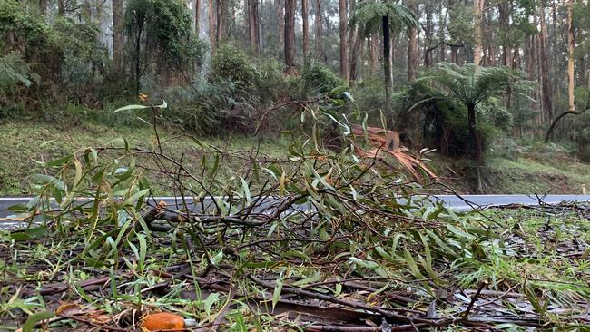 Authorities cleared the tree to allow traffic to pass through. Picture: Josh Fagan