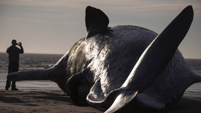 SKEGNESS, ENGLAND - JANUARY 25: One of three Sperm Whales, which were found washed ashore near Skegness over the weekend, lays on a beach on January 25, 2016 in Skegness, England. The whales are thought to have been from the same pod as another animal that was found on Hunstanton beach in Norfolk on Friday. (Photo by Dan Kitwood/Getty Images) ***BESTPIX***