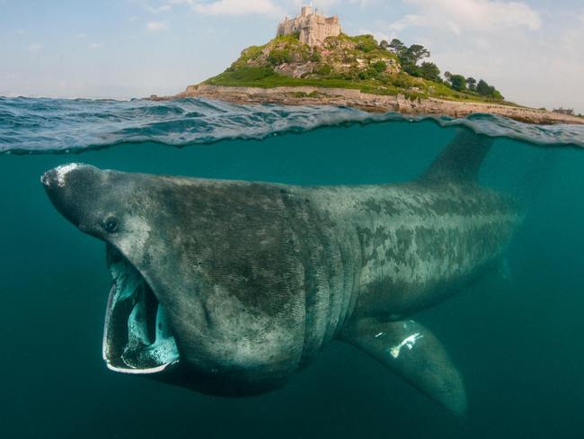 Rare giant basking shark tracked by satellites after sighting in France