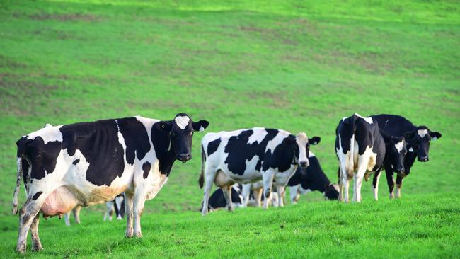 Barnaby Joyce says consumers are being given the wrong message by supermarkets that offer $1 milk. Picture: Zoe Phillips