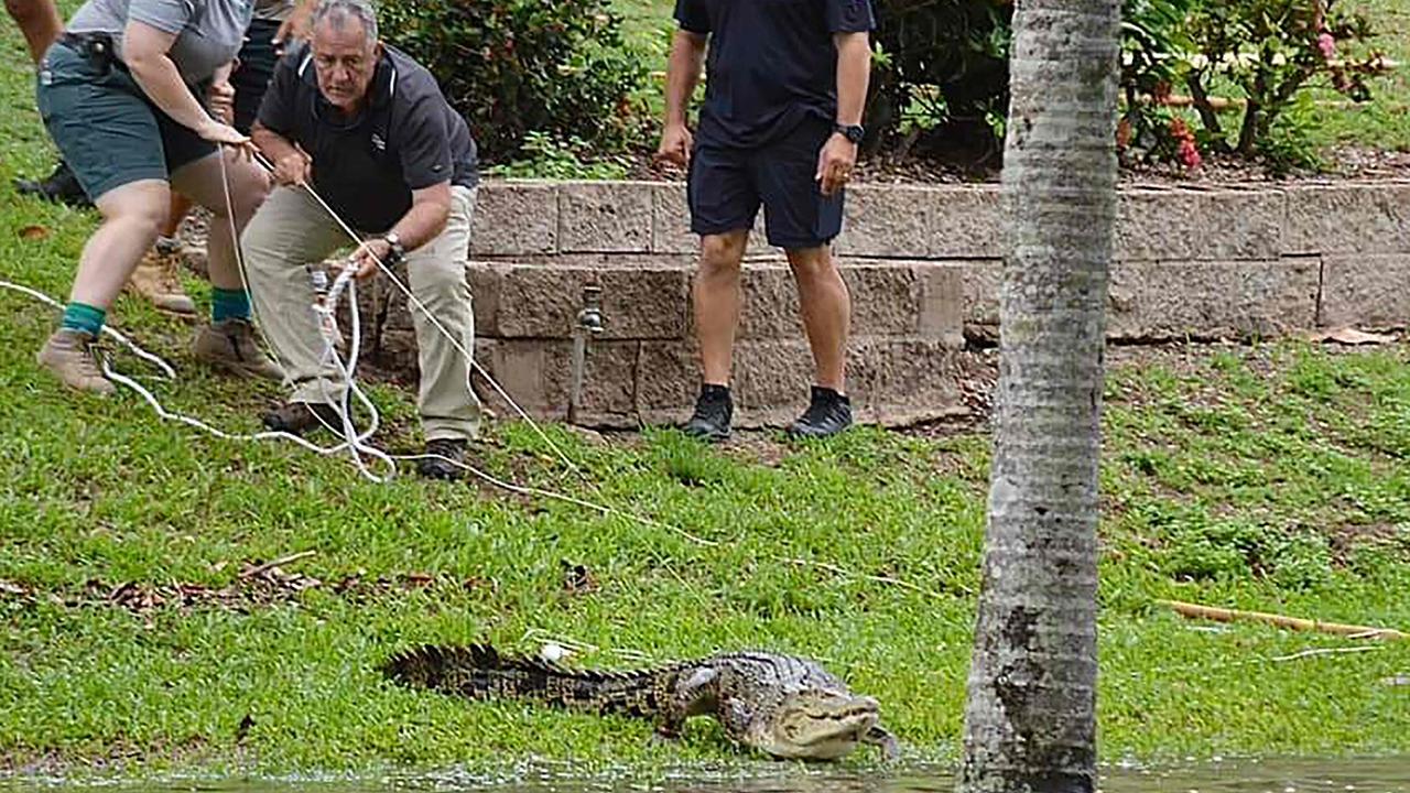 The 2.8m-saltwater crocodile was washed into Ingham’s Palm Creek in the floods. Picture: Handout / Courtesy of Jonty Fratus / AFP.