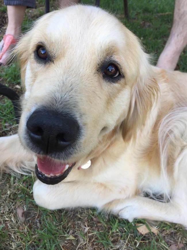 Mia, the golden retriever poisoned by Peter Kelliher. Picture: supplied by family