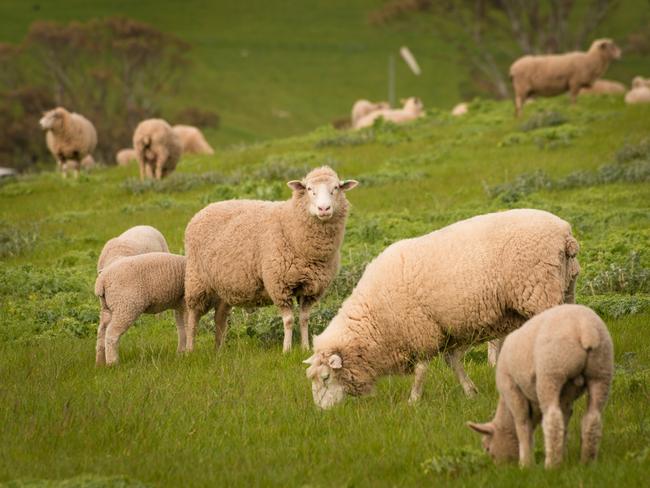 Australian Agriculture Landscape Group of Sheep in Paddock