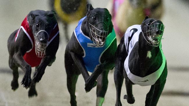 Three greyhound trainers have been banned by GRV.