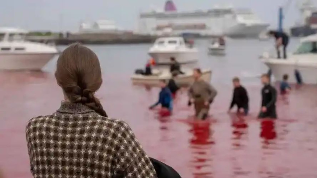 The Faroe Islands hunt on July 12, 2023. Picture: Captain Paul Watson Foundation