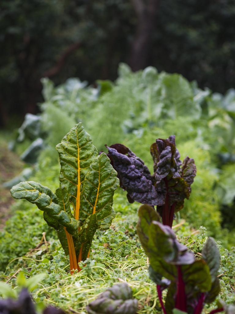 Garden veggies at Melliodora. Picture: Zoe Phillips