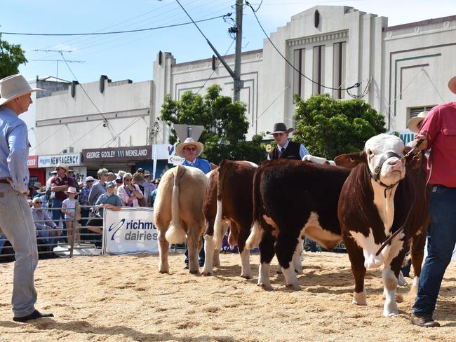 In the cattle ring at Beef Week in Casino.