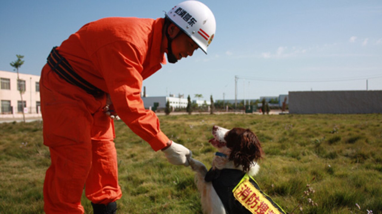 The search and rescue dog, Tianbao, has died after 13 years. Picture: Shandong Fire Protection