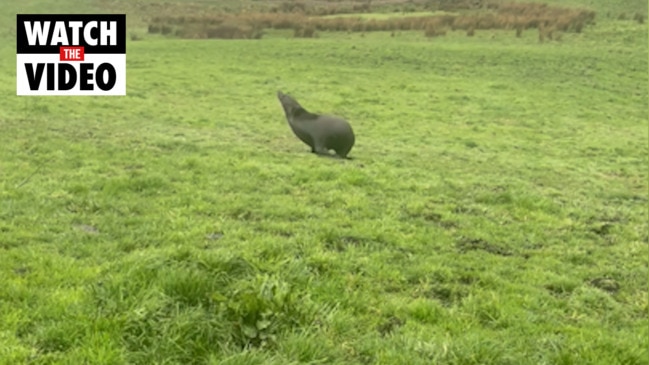 Seal spotted on Colac dairy farm