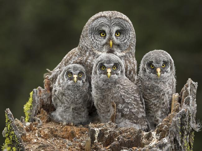 Lumix People’s Choice Award: Family Portrait by Connor Stefanison, Canada/Wildlife Photographer of the Year 2018/Natural History Museum. A great grey owl and her chicks sit in their nest in the broken top of a Douglas fir tree in Kamloops, Canada. They looked towards Connor only twice as he watched them during the nesting season from a tree hide 50 feet (15 metres) up.