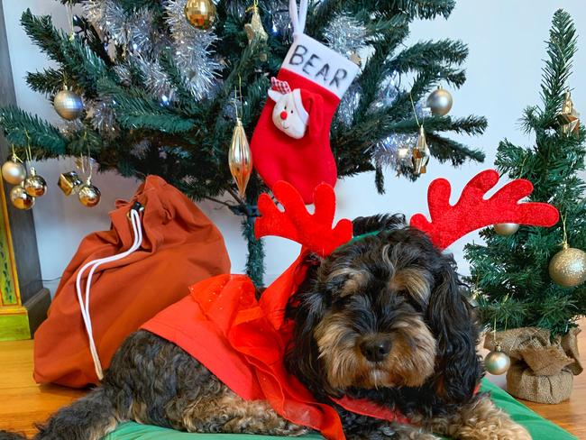 Bear the cavoodle waits patiently for the man in red. Picture: Melissa Southwell