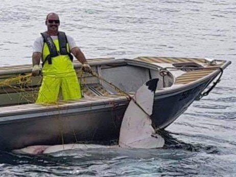 This monster 4.6 metre Great White Shark was netted off Maroubra Beach by the Department of Primary Industries and Fisheries in November 2018. Picture: Facebook