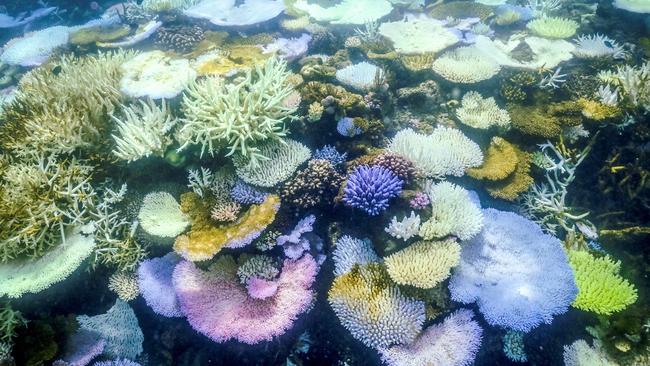 The latest coral survey confirm a four-decade high in coral cover has been maintained. Picture: AFP