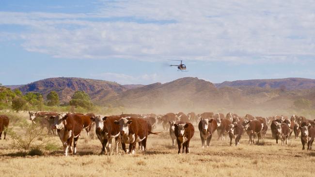 Remote Barkly cattle station s have shifted their cattle to queensland because of drought. 500,000 have been shifted so far. Picture: SUPPLIED