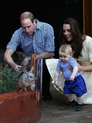 One of the stars of the royal tour has been Taronga Zoo’s bilby named George. Picture: Getty