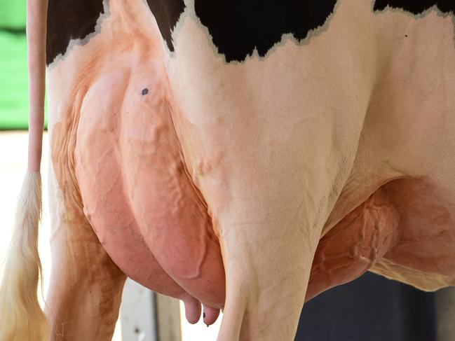 DAIRY - International Dairy Week 2015 MondayPictured: Holstein cow udder.PICTURE: ZOE PHILLIPS