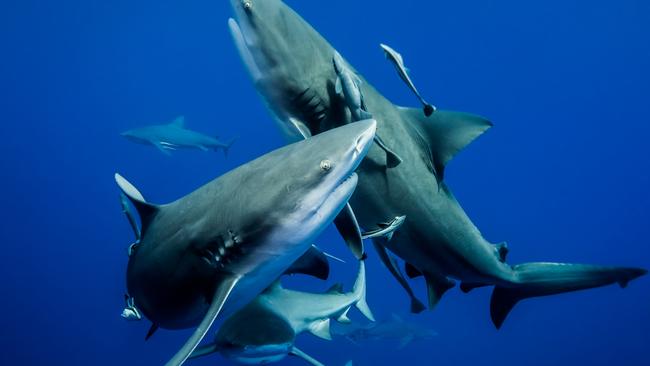 No one really wants to get THIS close to sharks.