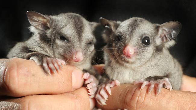 Sugar Gliders are among the animals at Reptile Encounters. Picture: Alex Coppel