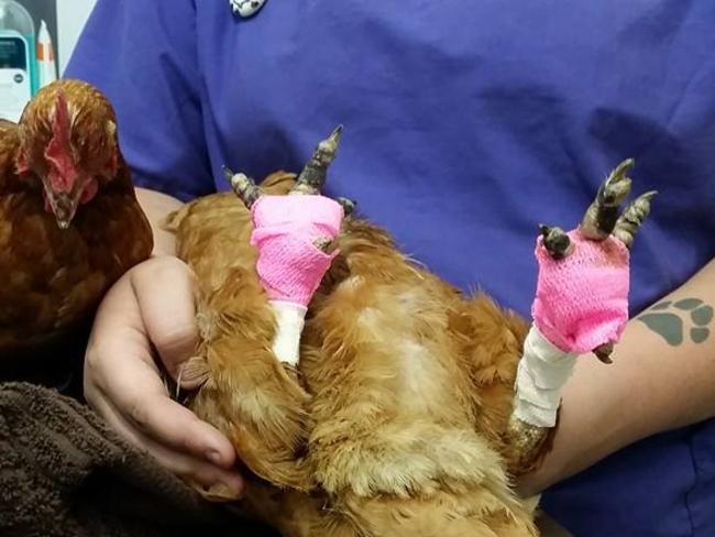 This chicken suffered a few burns to its claws during the bushfires. Picture: Facebook/Waroona Vet Clinic.