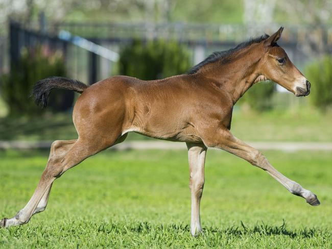 The best-bred thoroughbred foals born in the Hunter Valley | Daily ...