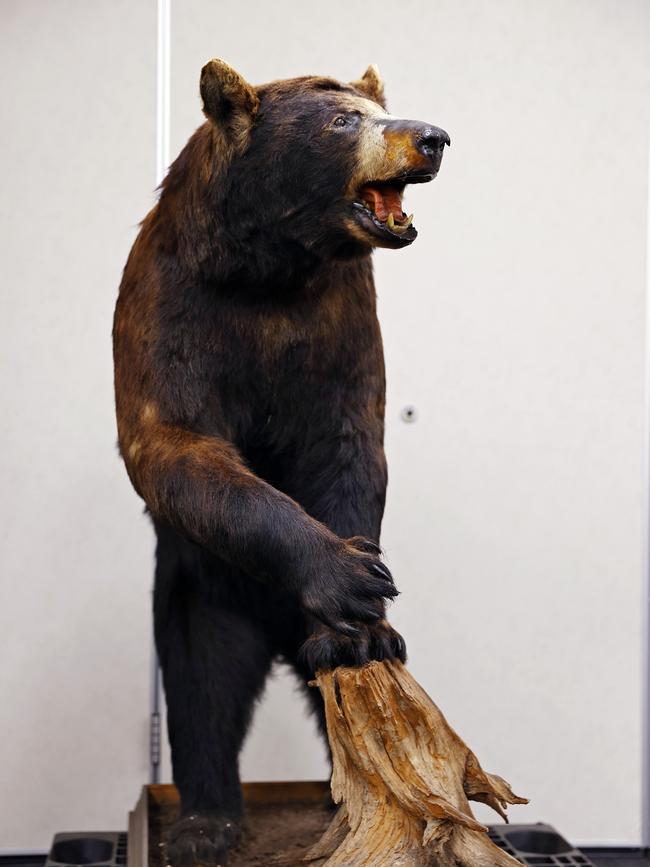 A taxidermy black bear seized by ABF officials. Picture: Sam Ruttyn