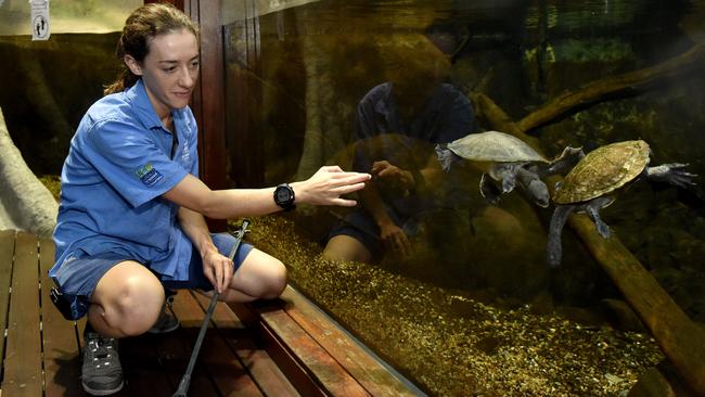 Behind the scenes at Reef HQ. Aquarist Kathy Connellan feeds the freshwater turtles. Picture: Evan Morgan