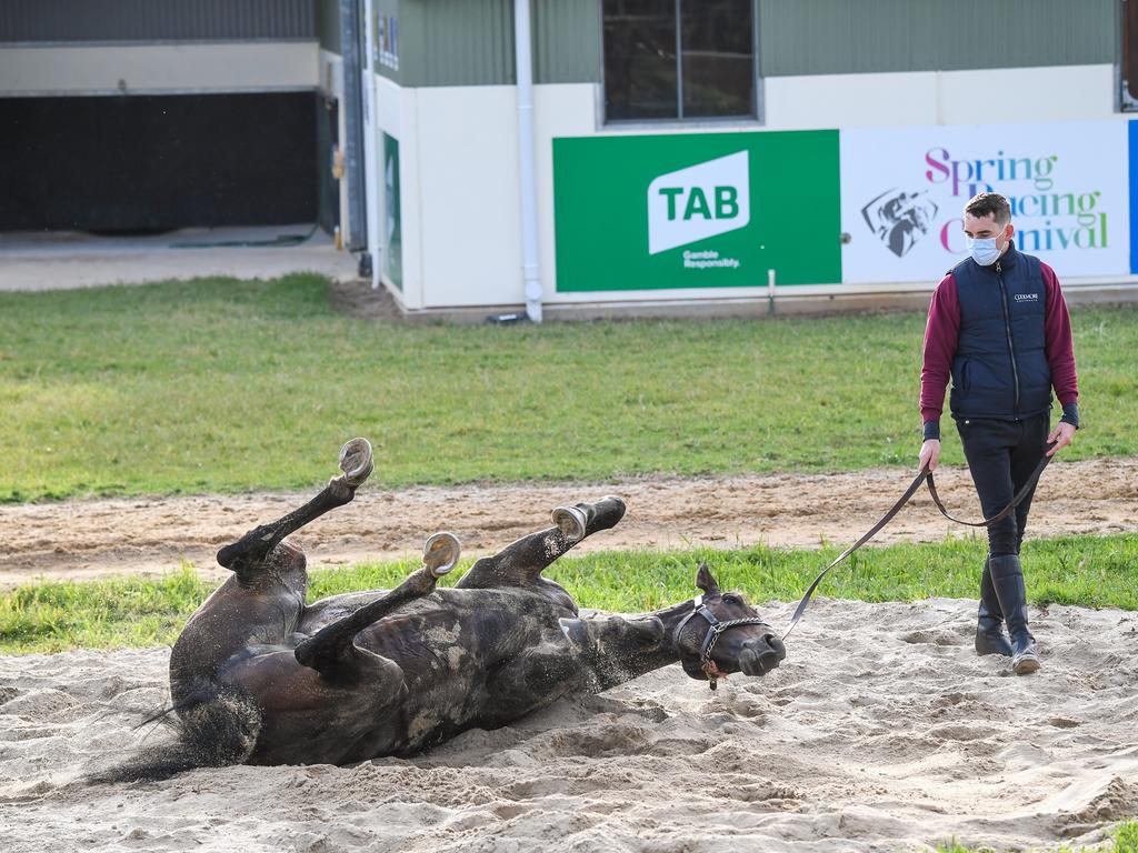 Were Tiger Moth's chances ruined by the barrier draw? (Reg Ryan/Racing Photos via Getty Images)