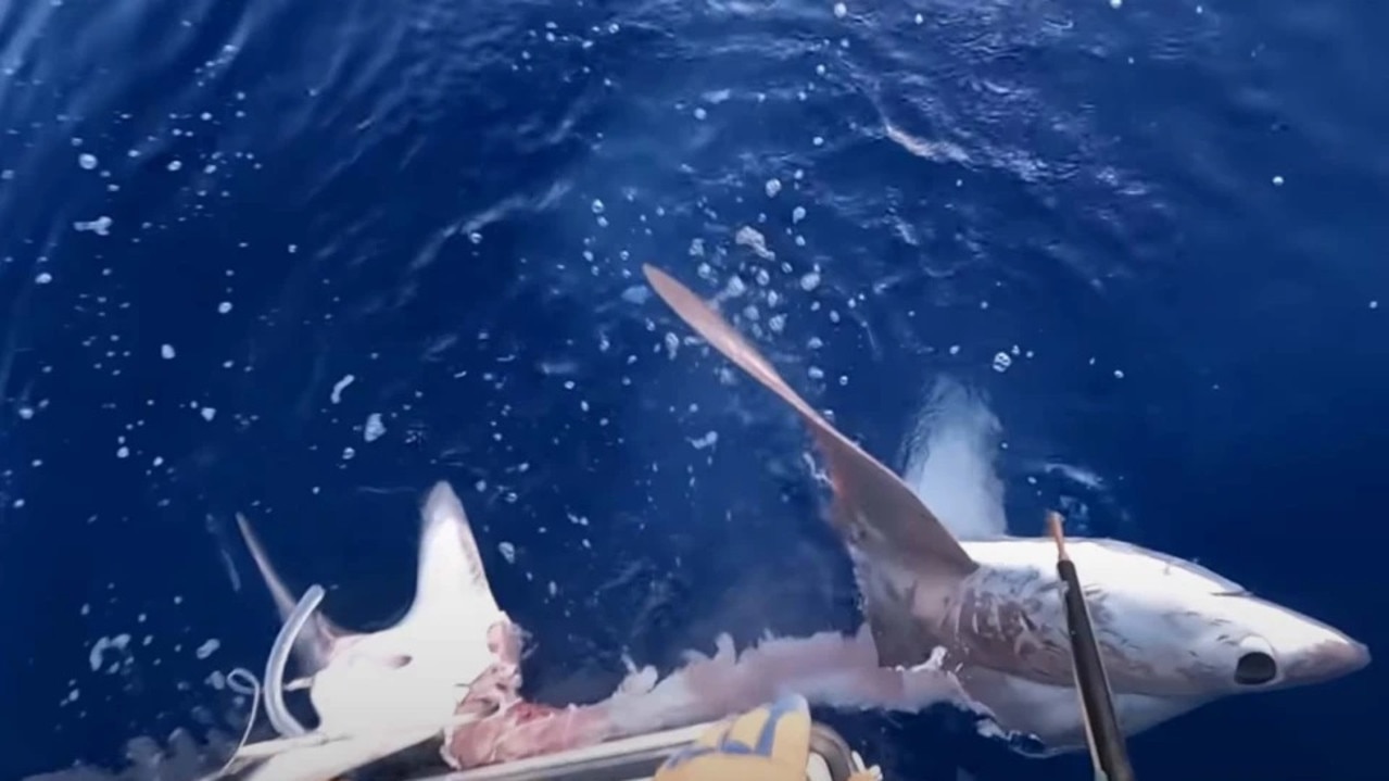 Fishermen catch monster eaten shark video: Deep sea fishing news | news