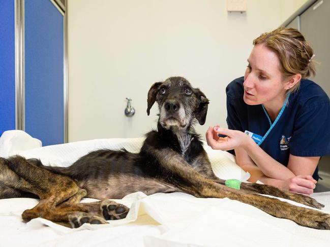 Nurse Melissa Horwood with Atticus. Picture: Jason Edwards