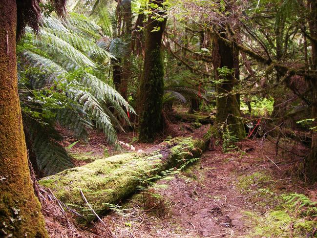 The Upper Florentine Valley in Tasmania, an area of old-growth forest soon to be accessed by Forestry Tasmania for logging. Pic Daniel Clarke.