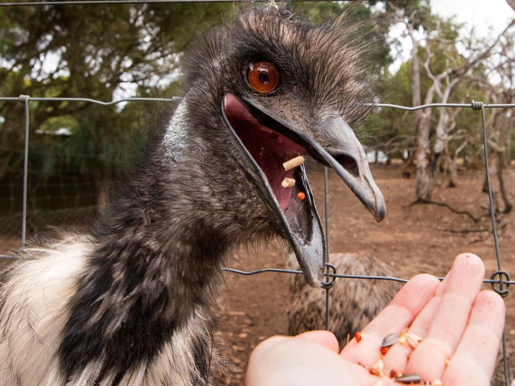 Keep your hand flat when feeding emus at Kangaroo Island Wildlife Park, Kangaroo Island. Picture: Julie Fletcher