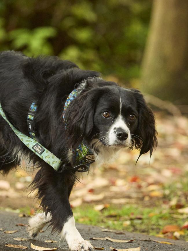Million Paws Walk in the Adelaide Botanic Gardens, Sunday, May 28, 2023. Picture: Matt Loxton