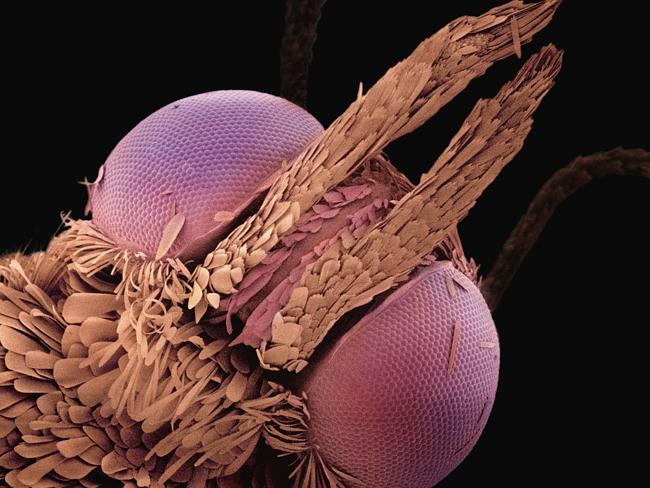 Indian Meal Moth (Plodia interpunctella) ... close-up view of face at 420 magnification / Picture: Supplied