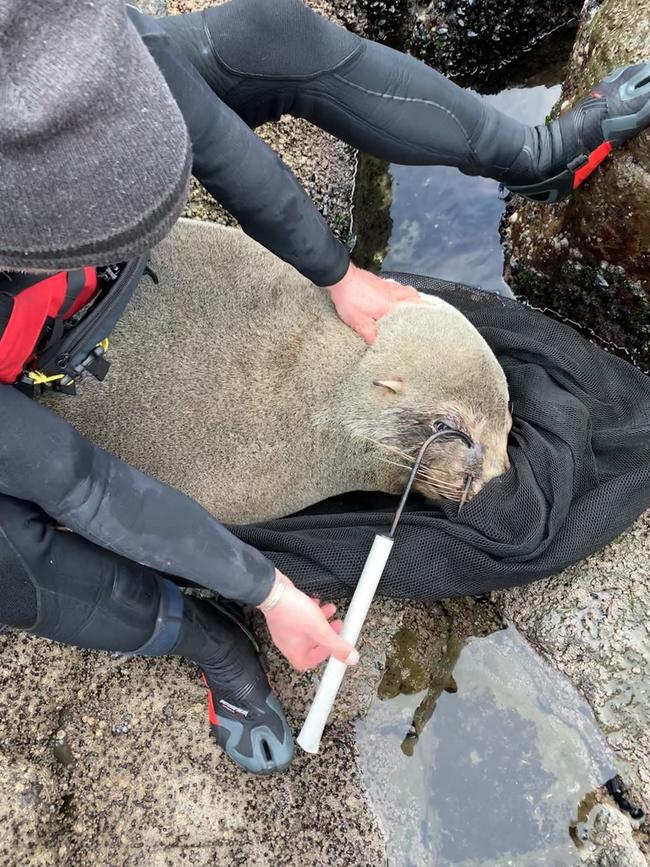 An eco-tourism vessel crew have helped save an injured Australian fur seal hooked with a large gaff hook.