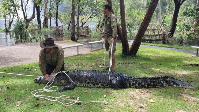 Rangers caught a 3.5m saltwater crocodile at Wangi Falls in January. Picture: supplied