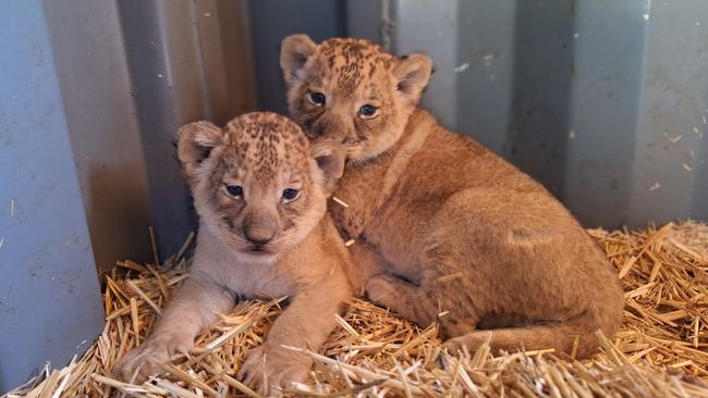 Three lion cubs at Taronga Western Plains Zoo in Dubbo. Photo: Megan Lewis.