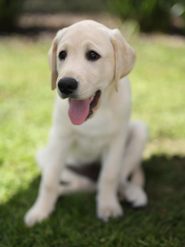 Guide Dogs Victoria needs more puppy raisers to help labs like Chloe reach their potential. Picture: Stuart Milligan