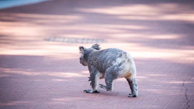 A koala leaves a gated community at Coomera Waters. Photo: Amy Pajunen