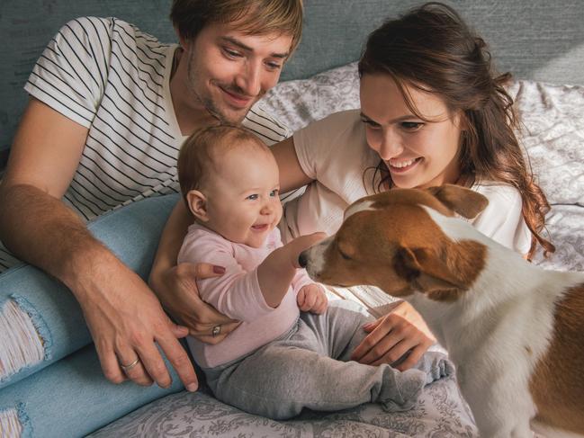 Happy family with cute baby playing whis jack russel dog in bed at home.