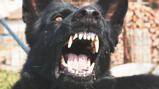 Chilling new dog attack statistics have been revealed for the Cairns region.