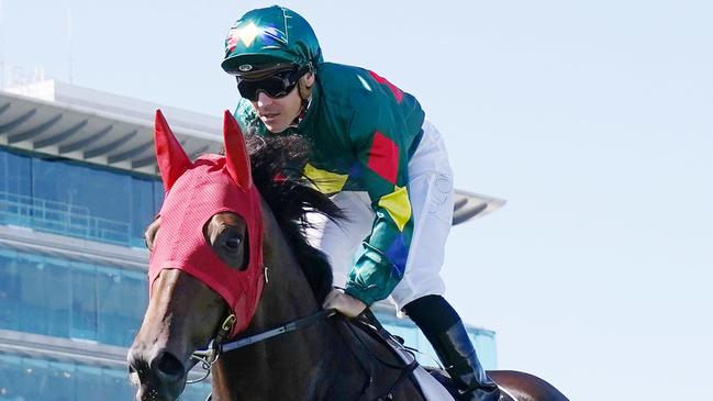 Alligator Blood is seen before winning race 7, the Australian Guineas, during Australian Guineas Day at Flemington Racecourse in Melbourne, Saturday, February 29, 2020. (AAP Image/Michael Dodge) NO ARCHIVING, EDITORIAL USE ONLY