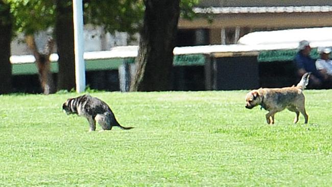 Stealth doggie nuggets can drive unsuspecting citizens mad. (Pic: Supplied)