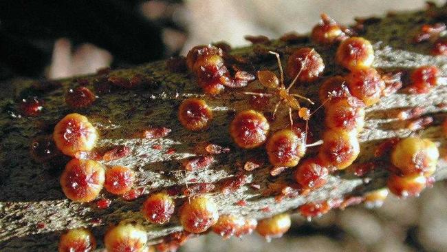 BIOCONTROL: Yellow crazy ants feeding on lac scale insect. Picture: PARKS AUSTRALIA