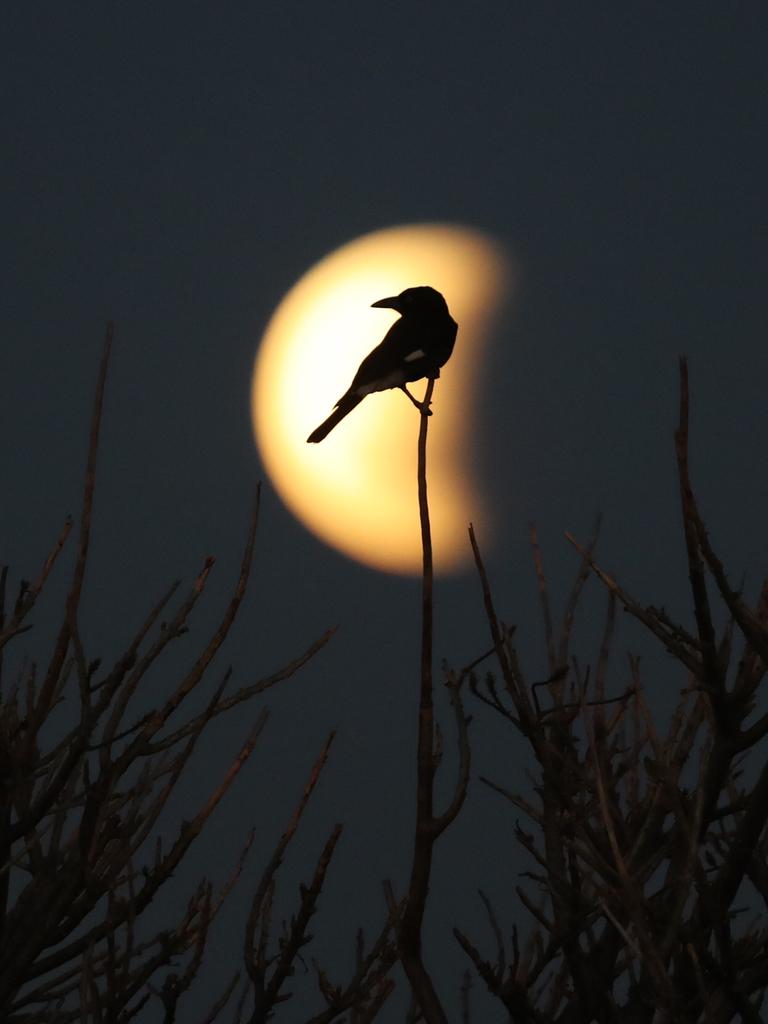 A partial lunar eclipse can be seen in the southern skyâ€™s over Sydney, shot from Dover Heights .pictures John Grainger