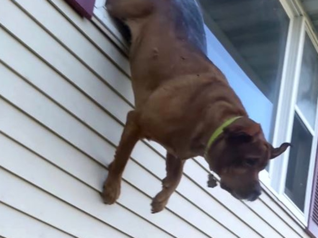 At seemingly the last second, Charlie makes a flying leap into the arms of a rescuer below. Picture: Justin Steinmetz via Storyful