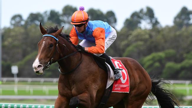 Prince Of Boom looks to have improved based on his trials. Picture: Trackside Photography