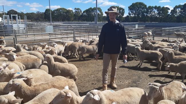 On the hunt: Riverina agent Adam Boyd, of Wagga Regional Livestock, was buying lambs in Victoria this week.