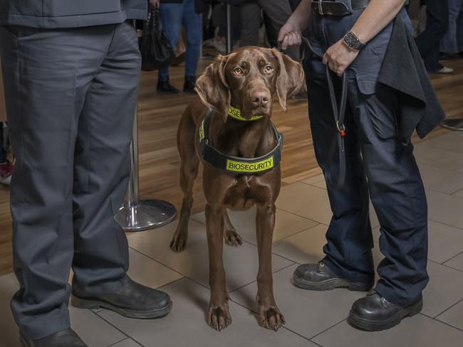 Hobart Airport and Biosecurity Tasmania - Justin Helmich Director of Biosecurity Operations and Lillian Burbury Detector Dog Handler with Toby . PIcture: Caroline Tan