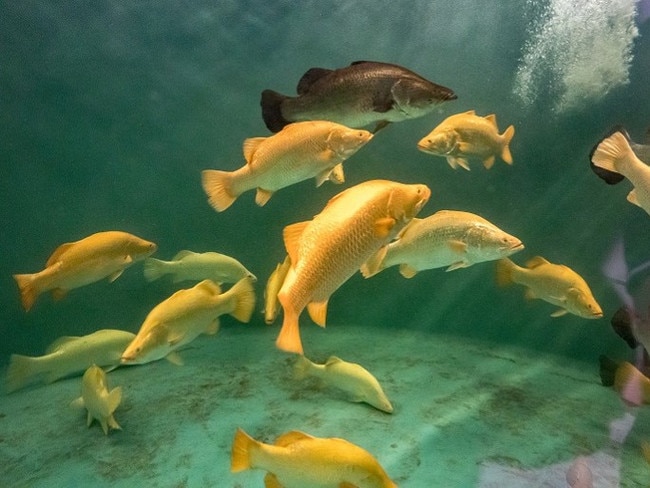 A school of golden barramundi. Picture: MainStream Aquaculture.